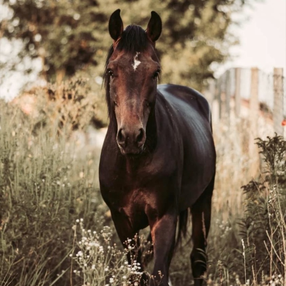 Meet your Posher, Dawn